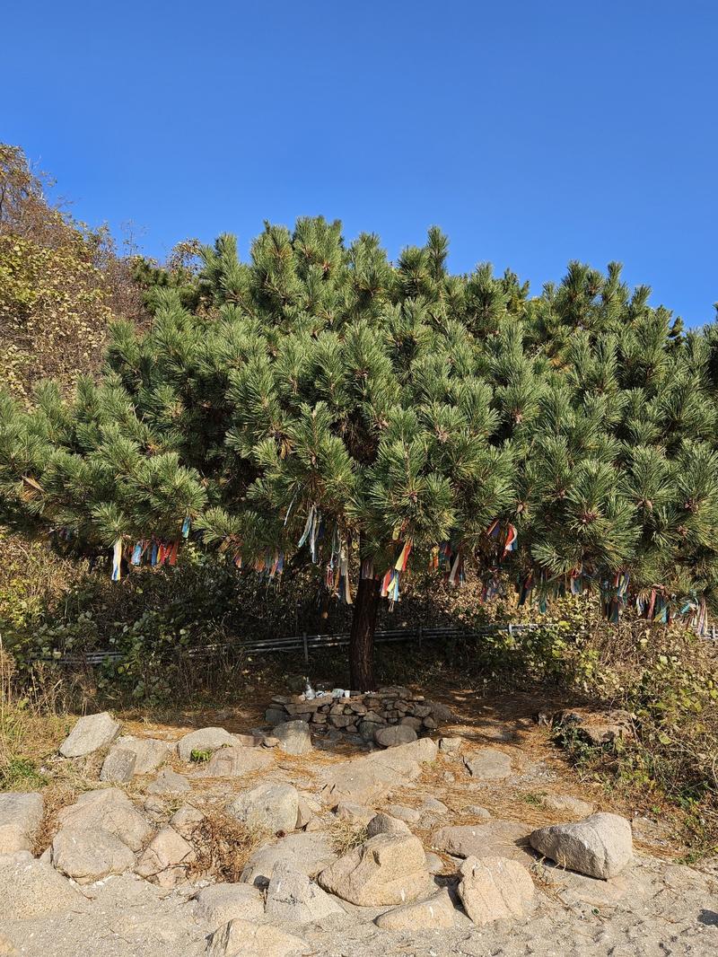 235149625_ZVgaijoz_f40741b062567c2f82b4afe8765ff1d48aaa9c53.jpg 이미지크게보기